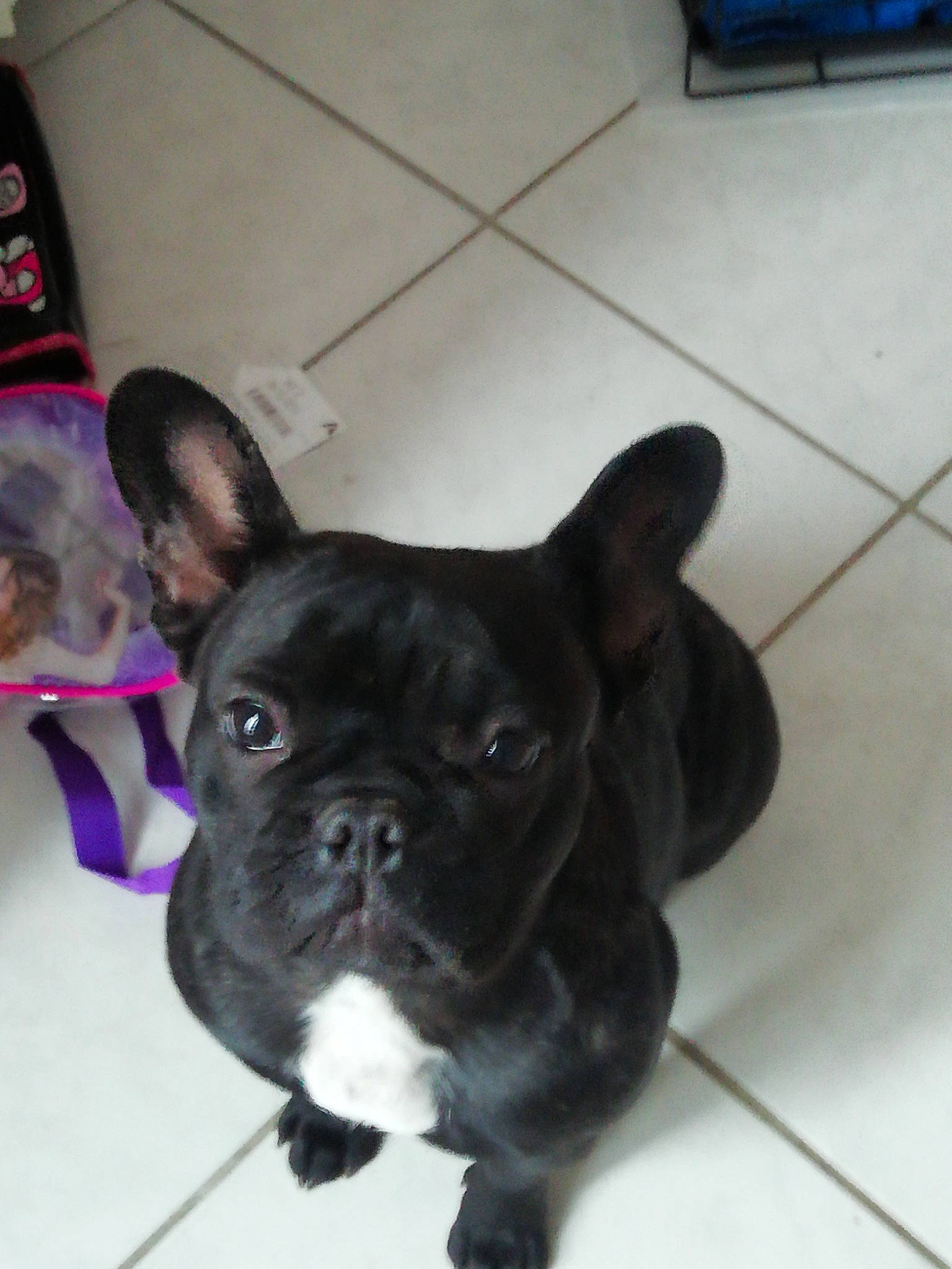 Opaline a rejoint le concours — aidez-le/la à gagner de superbes lots ! bulldog, canidae, carnivore, companion_dog, dog, dog_breed, ear, fawn, french_bulldog, mammal, molosser, non_sporting_group, puppy, rare_breed_dog, snout, sporting_group, toy_bulldog, toy_dog, vertebrate, whiskers