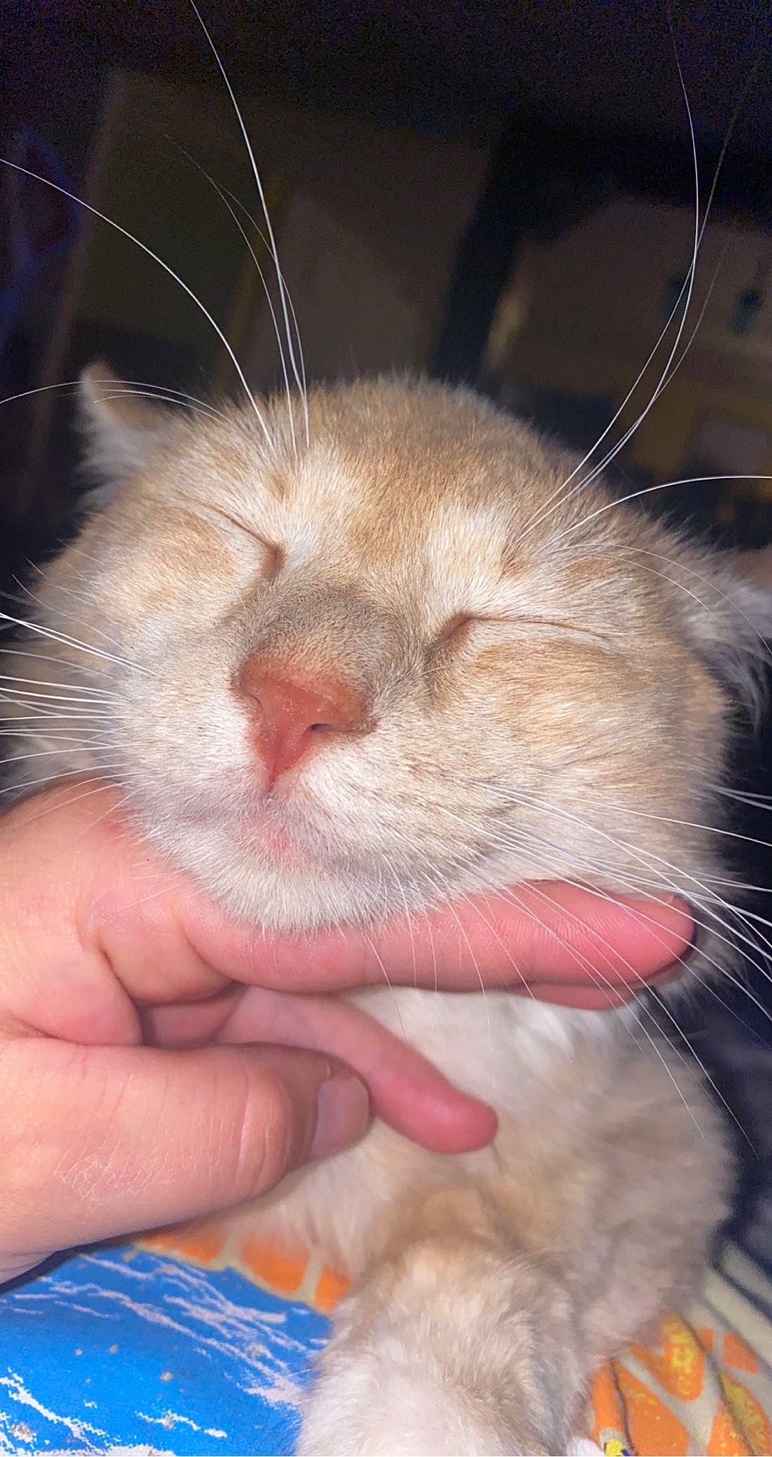 Pretzel joined the competition — help win amazing prizes! carnivore, cat, close_up, comfort, domestic_short_haired_cat, ear, eye, fawn, felidae, fur, gesture, hair, head, leg, nose, paw, small_to_medium_sized_cats, snout, terrestrial_animal, whiskers