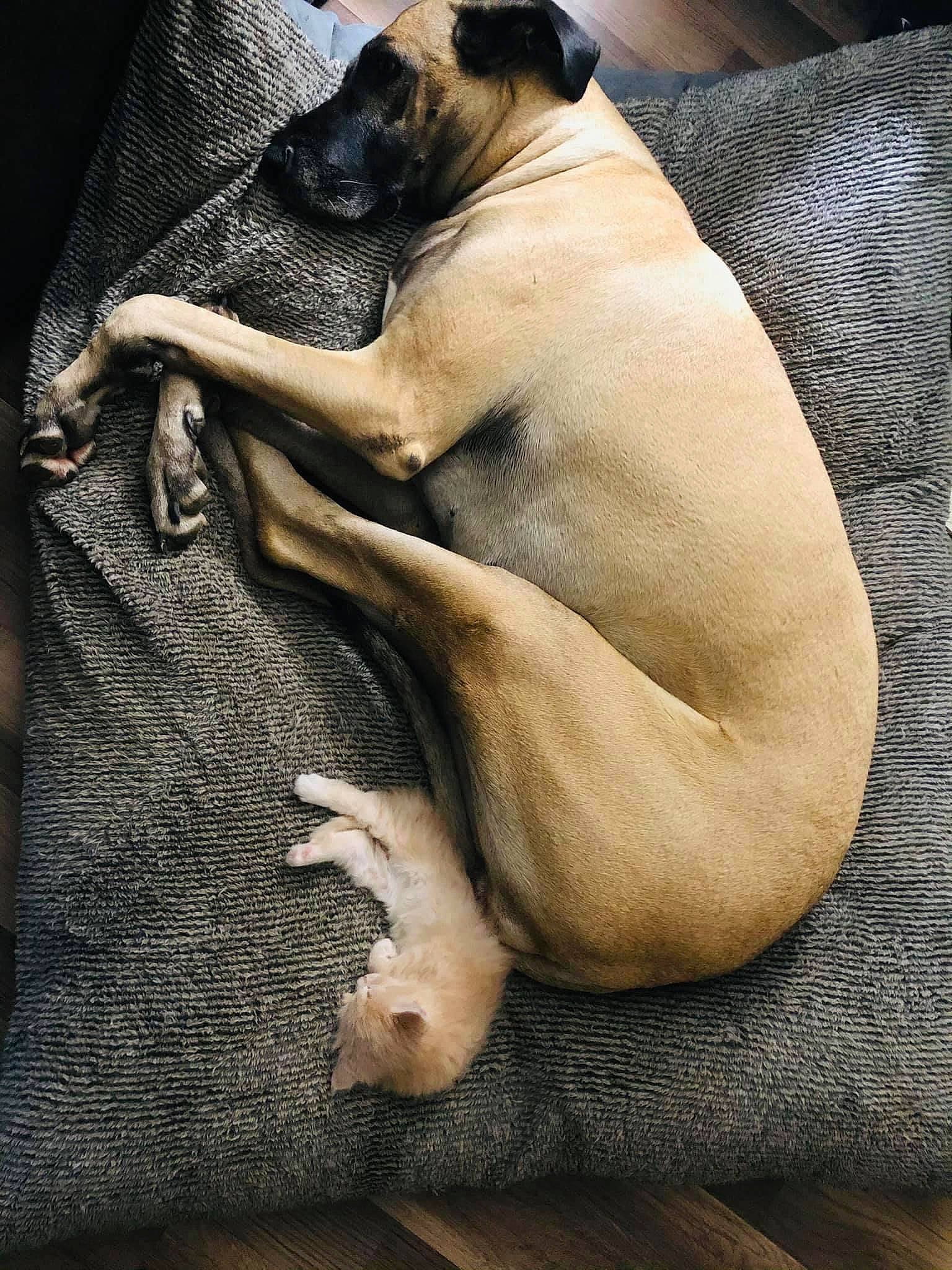 Honey is registered to the contest to win money with this photo: brown, bulldog, canidae, carnivore, comfort, companion_dog, dog, dog_breed, fawn, fur, grey, linens, nap, pug, snout, sporting_group, toy_dog, whiskers, working_animal, wrinkle