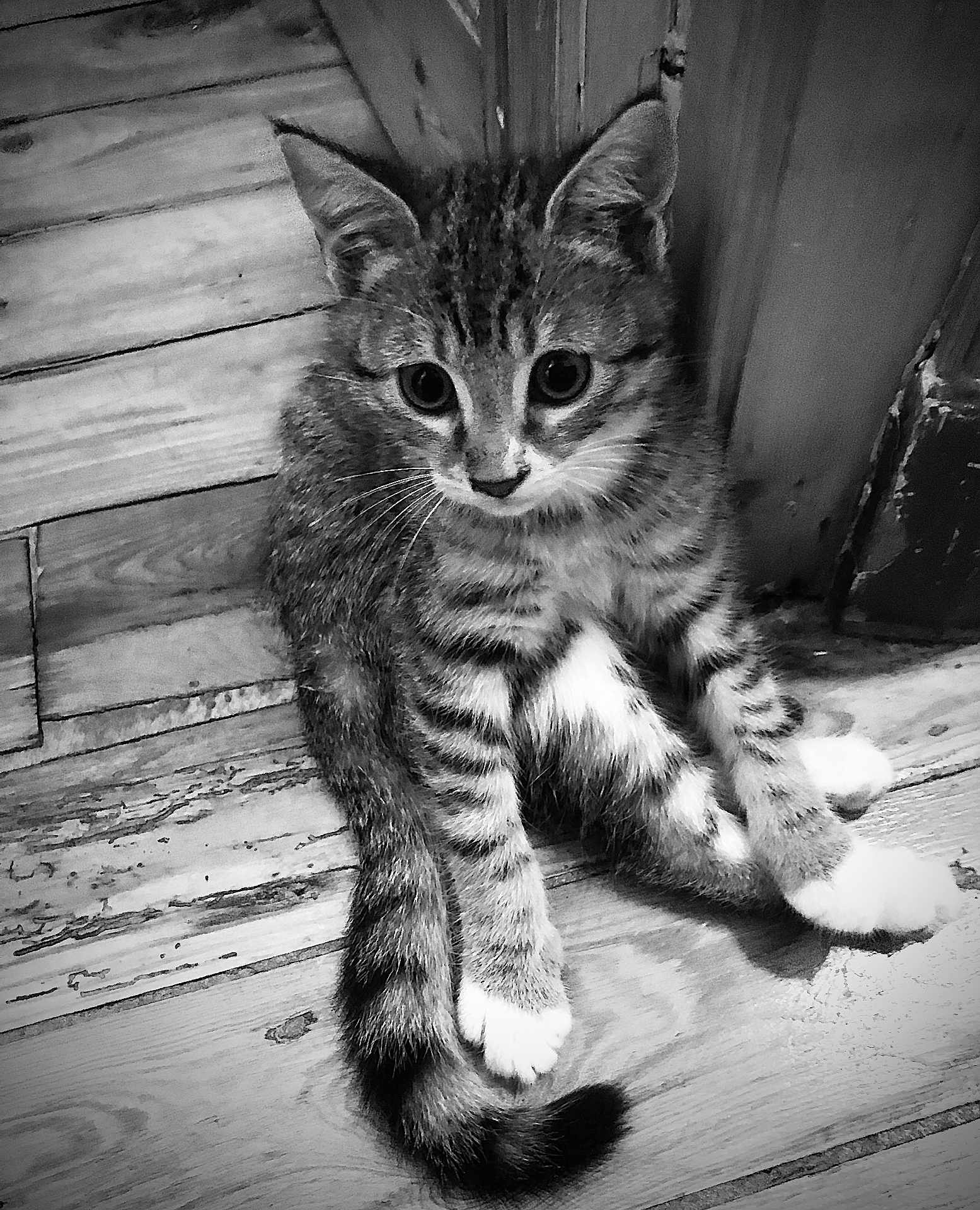 Moana participe au concours pour gagner de l'argent avec cette photo : cat, kitten, tabby, black_and_white, wooden_floor, sitting, curious, paws, whiskers, indoor, pet, animal, feline, striped, cute, young, fur, relaxed, closeup, portrait