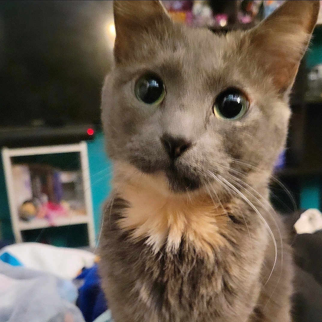 Cleo is registered to the contest to win money with this photo: abyssinian, angora, animal, bodypart, brasssection, cat, computerhardware, electronics, hardware, indoors, kitten, manx, monitor, mouth, person, pet, screen, siamese, snout, tv