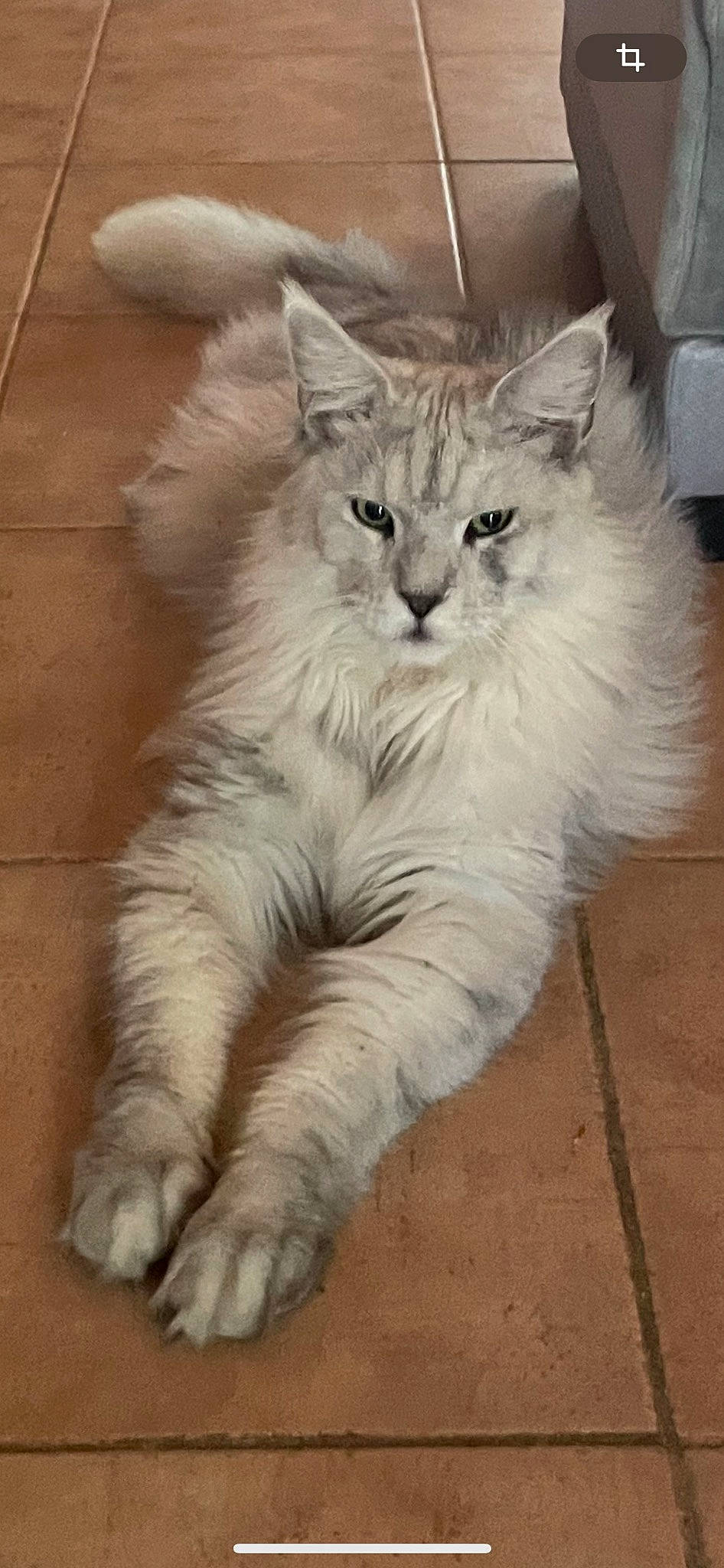 Usco a rejoint le concours — aidez-le/la à gagner de superbes lots ! british_longhair, carnivore, cat, claw, comfort, felidae, flooring, foot, fur, norwegian_forest_cat, paw, persian, ragdoll, selkirk_rex, small_to_medium_sized_cats, tail, terrestrial_animal, whiskers