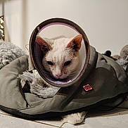 Groenland participe au concours pour gagner de l'argent avec cette photo : cat, white_cat, cone_collar, pet_bed, gray_bed, feline, indoor, sunlight, shadow, fur, resting, animal, cozy, comfort, closeup, cute, domestic_cat, home, soft_texture, relaxed