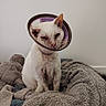 Groenland participe au concours pour gagner de l'argent avec cette photo : cat, white_cat, cone, protective_collar, blanket, indoor, pet, animal, fur, sitting, resting, tired, injured, closeup, cute, feline, domestic_animal, cozy, bedroom, soft