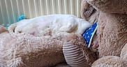 Groenland participe au concours pour gagner de l'argent avec cette photo : cat, white_cat, plush_toy, teddy_bear, stuffed_animal, cone_collar, indoor, nap, sleeping, cozy, soft_texture, floor, carpet, pet, animal, cute, resting, relaxation, comfort, home