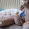 animal, carpet, cat, comfort, cone_collar, cozy, cute, floor, home, indoor, nap, pet, plush_toy, relaxation, resting, sleeping, soft_texture, stuffed_animal, teddy_bear, white_cat