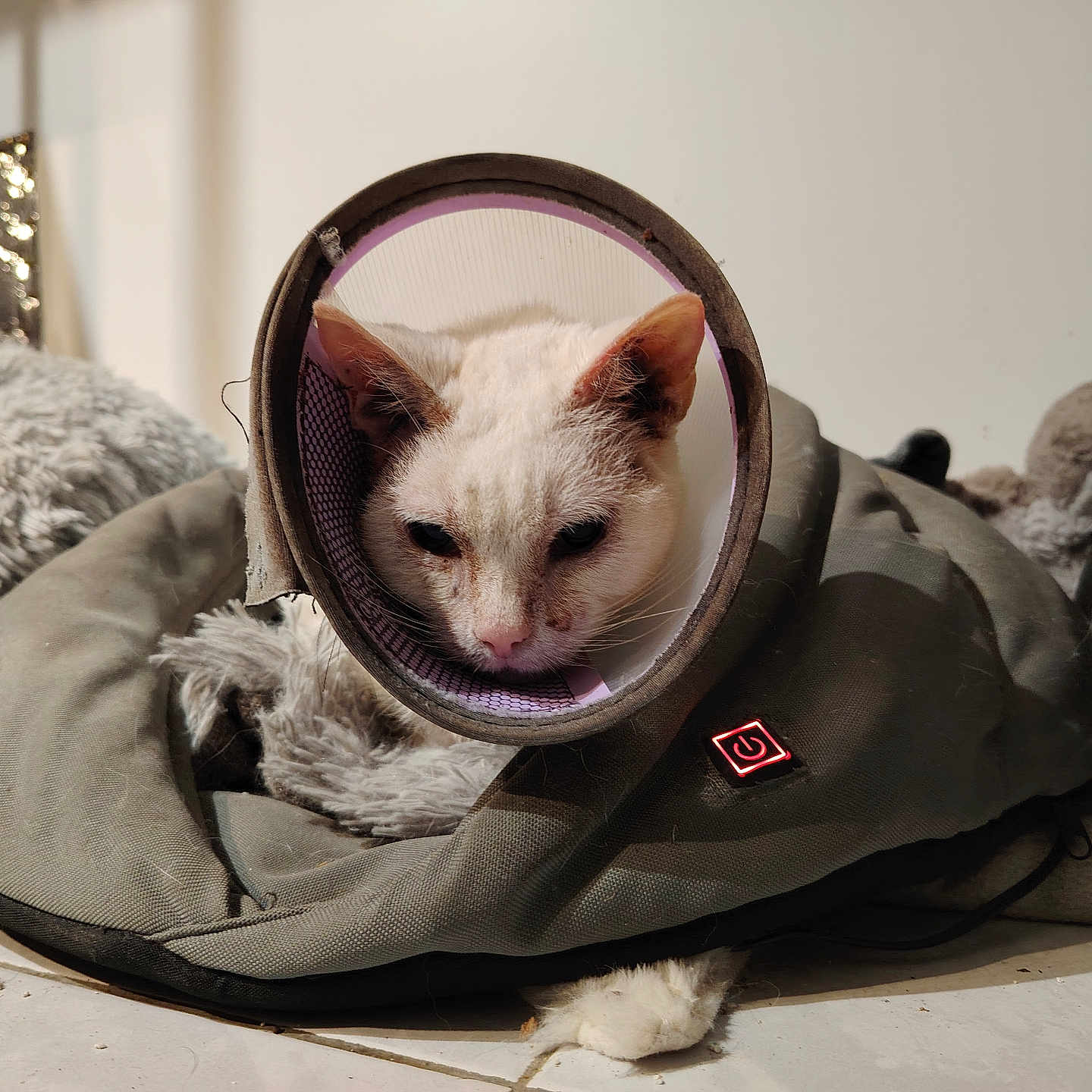 Groenland a rejoint le concours — aidez-le/la à gagner de superbes lots ! cat, white_cat, cone_collar, pet_bed, blanket, floor, indoor, resting, animal, fur, ears, face, paw, cozy, comfort, relaxing, domestic, household, cute, calm