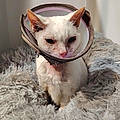 Papillonne Lechat