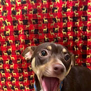 Brownie joined the competition — help win amazing prizes! animal, background, black, blurry, brown_fur, checkered, close_up, collar, dog, excited, festive, gold, happy, indoor, mouth_open, patterned_background, pet, portrait, red, reindeer_pattern