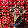 Brownie joined the competition — help win amazing prizes! animal, black_checkered, blue_collar, brown_dog, close_up, cute, dog, ears_up, festive, golden_reindeer, indoor, looking_up, pet, pizza_pattern, playful, portrait, red_background, reindeer_pattern, tongue_out, white_chest