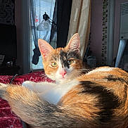 Venus joined the competition — help win amazing prizes! cat, calico, pet, indoor, bed, blanket, sunlight, window, curtain, feline, animal, relaxing, whiskers, tail, ears, nose, home, cozy, resting, domestic