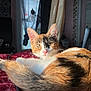 cat, calico, pet, indoor, bed, blanket, sunlight, window, curtain, feline, animal, relaxing, whiskers, tail, ears, nose, home, cozy, resting, domestic