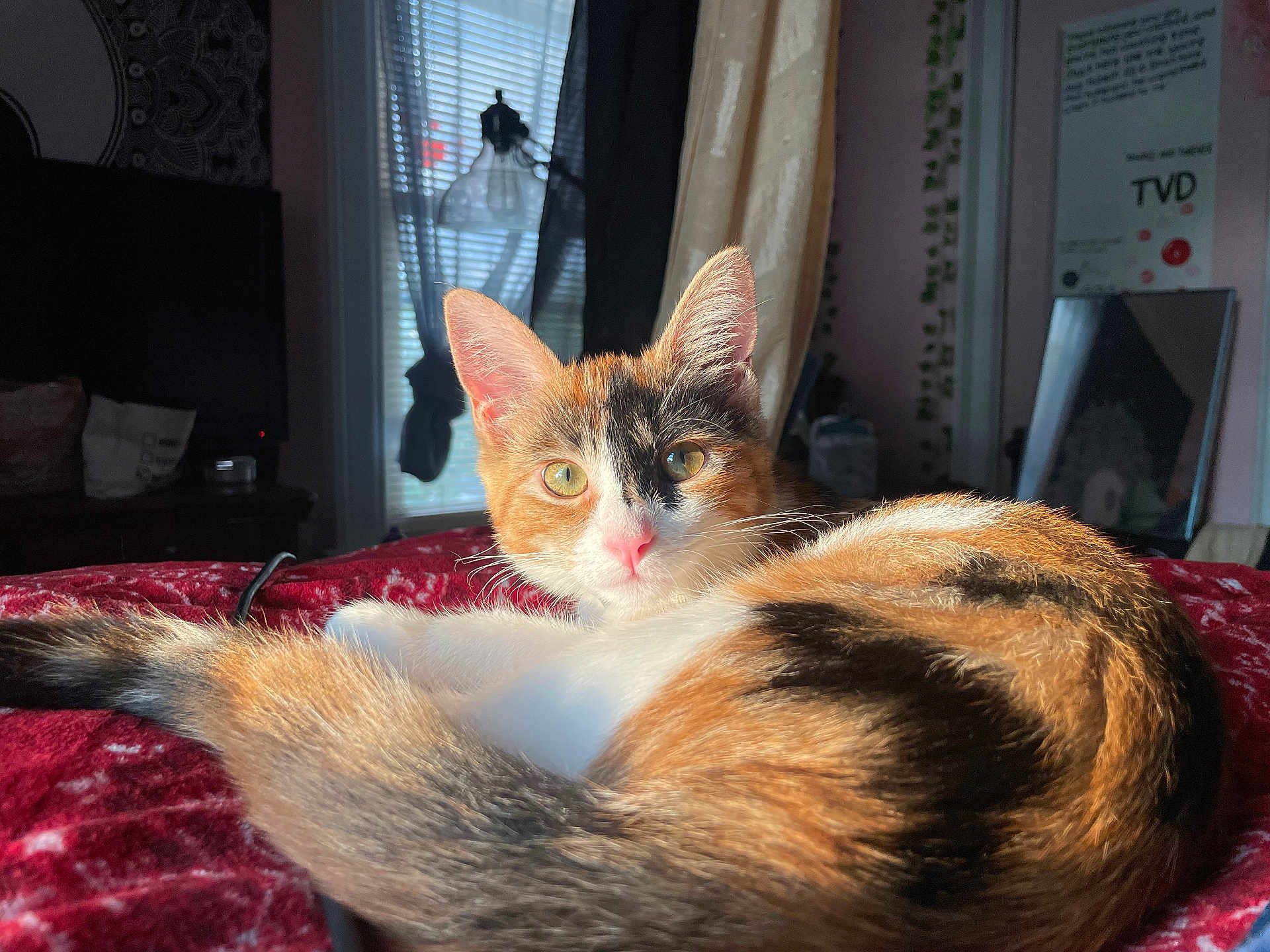Venus