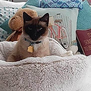 Nabi is registered to the contest to win money with this photo: cat, siamese_cat, pet, bed, plush, cozy, pillows, decorative_pillow, bicycle_design, indoor, furniture, home, furry, animal, domestic_cat, resting, cute, collar, tag, soft