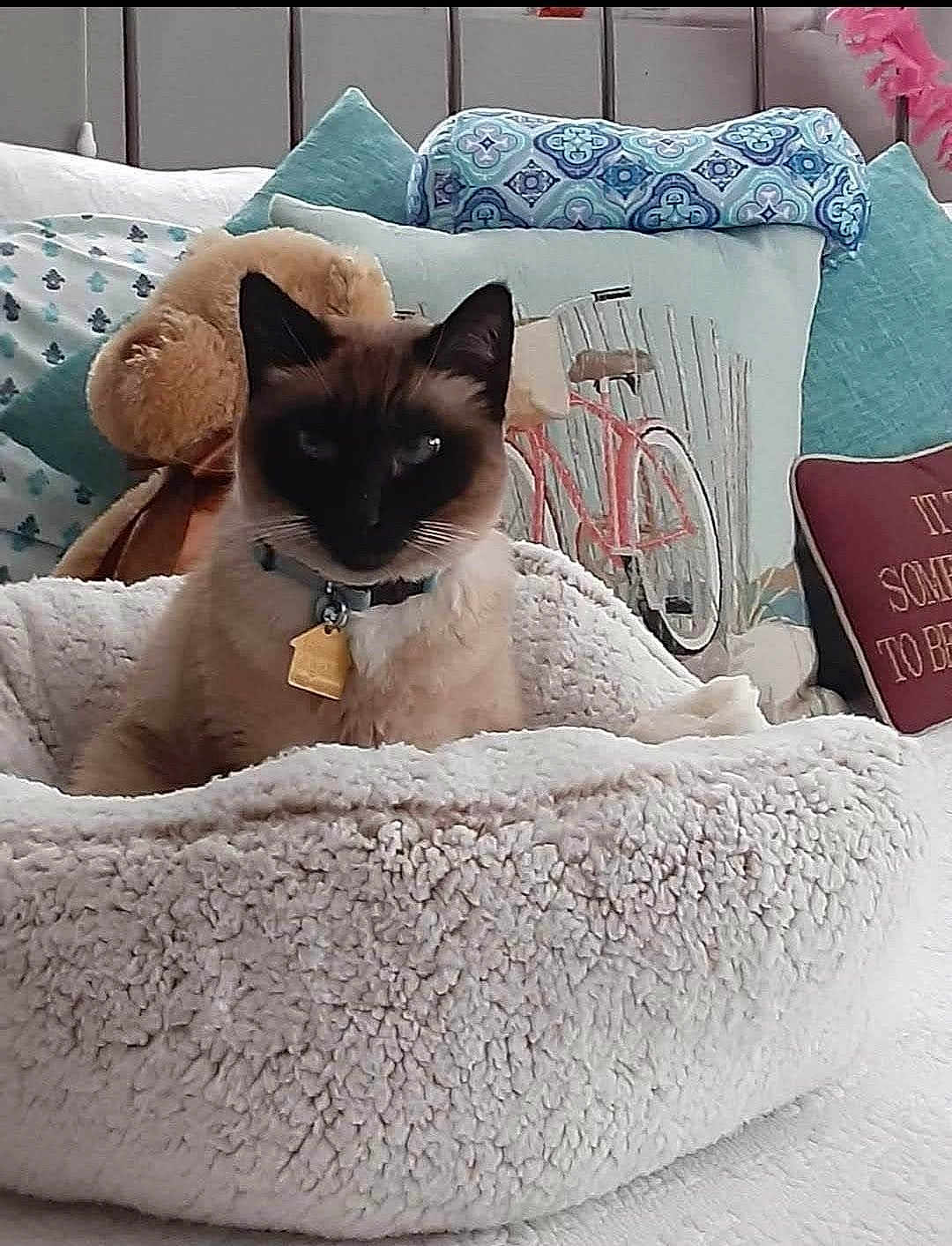 Nabi is registered to the contest to win money with this photo: cat, siamese_cat, pet, bed, plush, cozy, pillows, decorative_pillow, bicycle_design, indoor, furniture, home, furry, animal, domestic_cat, resting, cute, collar, tag, soft