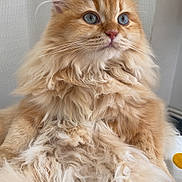 Atlas joined the competition — help win amazing prizes! cat, fluffy, orange_cat, blue_eyes, pet, feline, long_hair, cute, domestic_animal, closeup, portrait, whiskers, relaxed, indoor, fur, mammal, animal, resting, soft, curly_fur