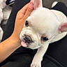 puppy, dog, french_bulldog, white, tongue_out, cute, pet, young, hand, close_up, indoor, animal, small, fur, face, ears, looking_up, adorable, companion, domestic