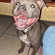 Sissy Girl Johnson joined the competition — help win amazing prizes! dog, tongue, happy, pet, floor, tile, indoor, table, clutter, controller, canister, jeans, foot, brown, white, ears, mouth, teeth, paw, smile