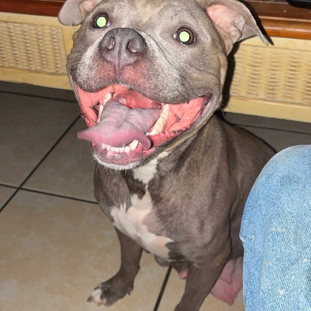 Sissy Girl Johnson joined the competition — help win amazing prizes! brown, canister, clutter, controller, dog, ears, floor, foot, happy, indoor, jeans, mouth, paw, pet, smile, table, teeth, tile, tongue, white