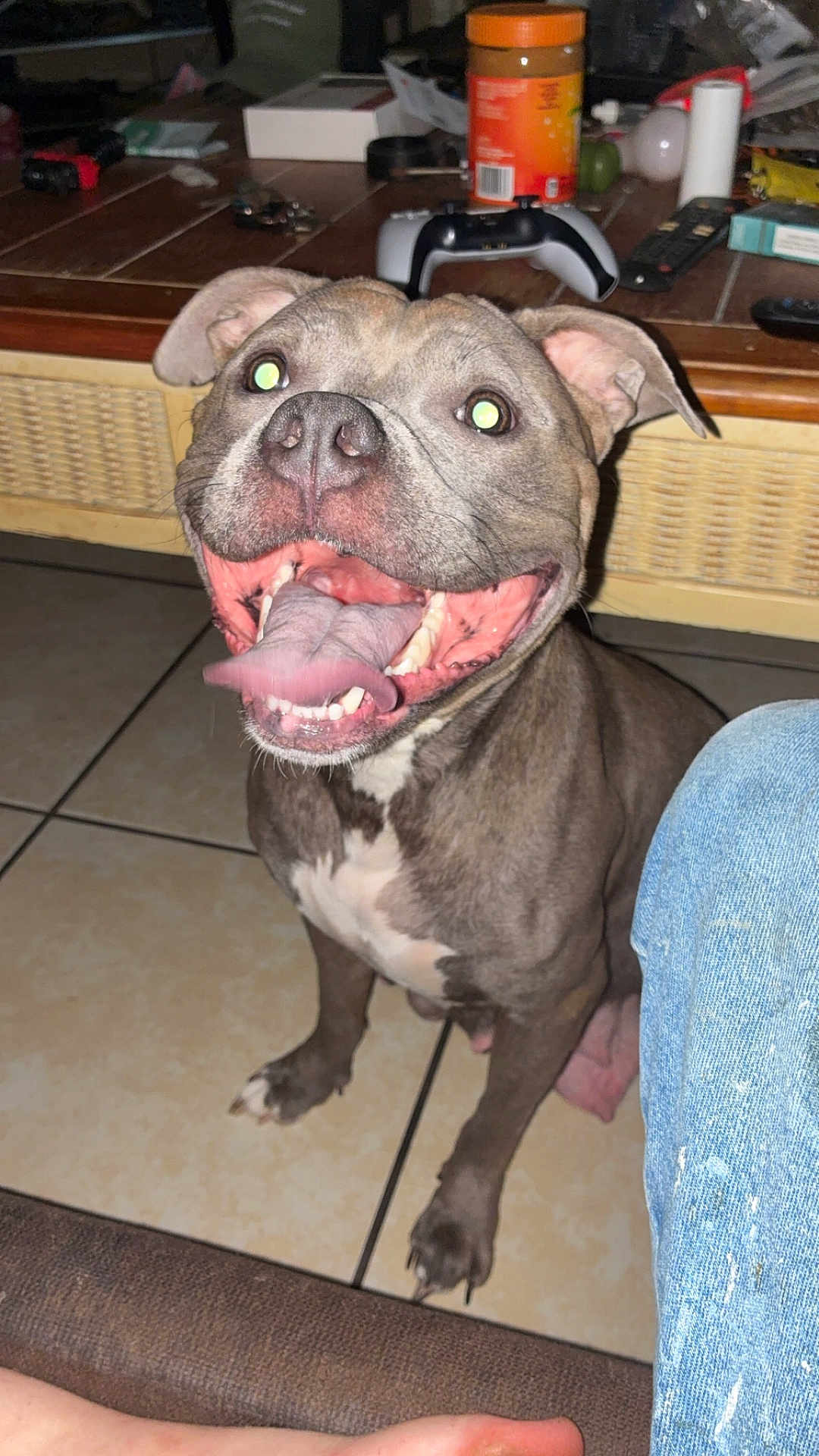 Sissy Girl Johnson joined the competition — help win amazing prizes! dog, tongue, happy, pet, floor, tile, indoor, table, clutter, controller, canister, jeans, foot, brown, white, ears, mouth, teeth, paw, smile