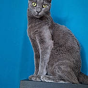 Vanille a rejoint le concours — aidez-le/la à gagner de superbes lots ! alert, animal, blue_background, calm, cat, cute, domestic_cat, ears, eyes, feline, fur, gray_cat, house_pet, indoor, mammal, pet, portrait, sitting, whiskers, wooden_furniture