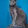 alert, animal, blue_background, calm, cat, cute, domestic_cat, ears, eyes, feline, fur, gray_cat, house_pet, indoor, mammal, pet, portrait, sitting, whiskers, wooden_furniture