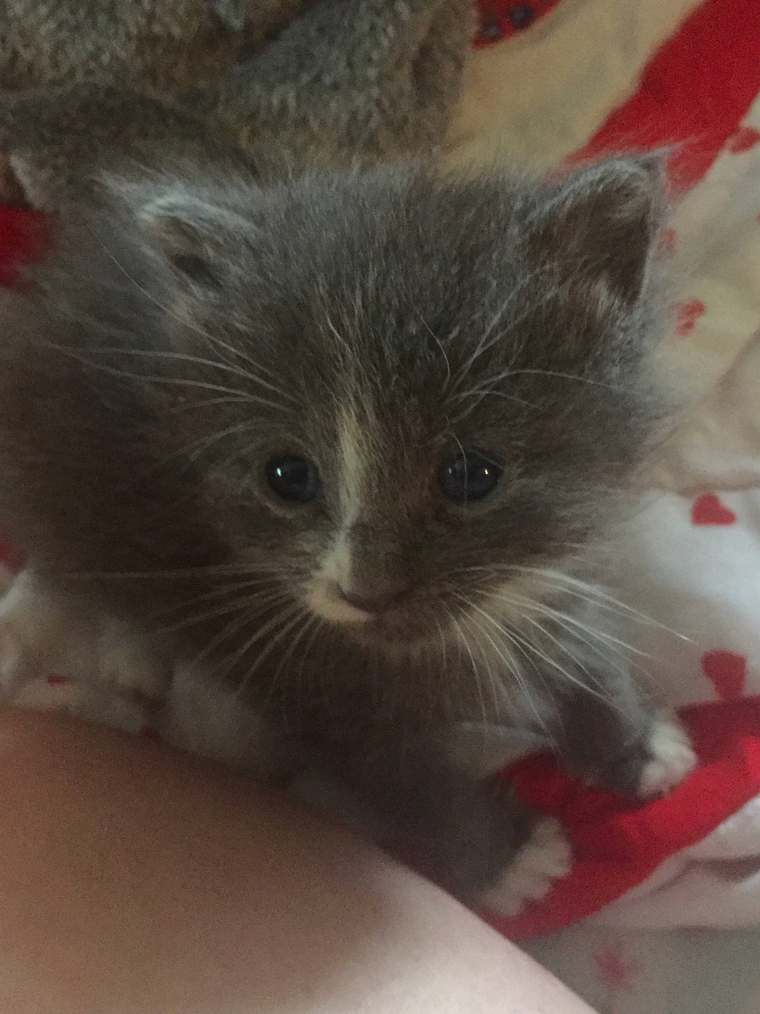 Lil Bits is registered to the contest to win money with this photo: box, british_longhair, carnivore, cat, claw, domestic_short_haired_cat, fawn, felidae, fur, grey, paw, small_to_medium_sized_cats, snout, tail, terrestrial_animal, whiskers