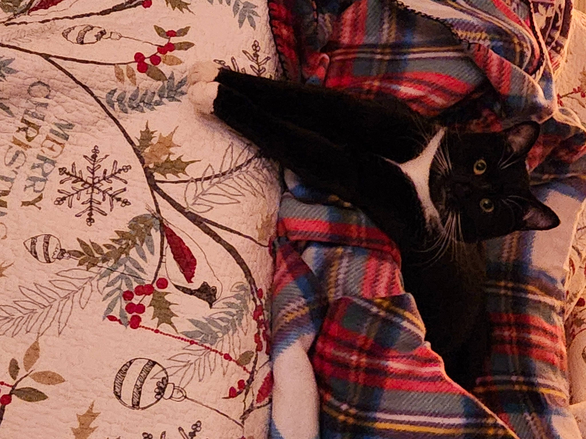 Mercury is registered to the contest to win money with this photo: cat, denim, design, felidae, grey, leaf, linens, magenta, outerwear, pattern, plaid, plant, red, sleeve, small_to_medium_sized_cats, t_shirt, tartan, textile, visual_arts, whiskers