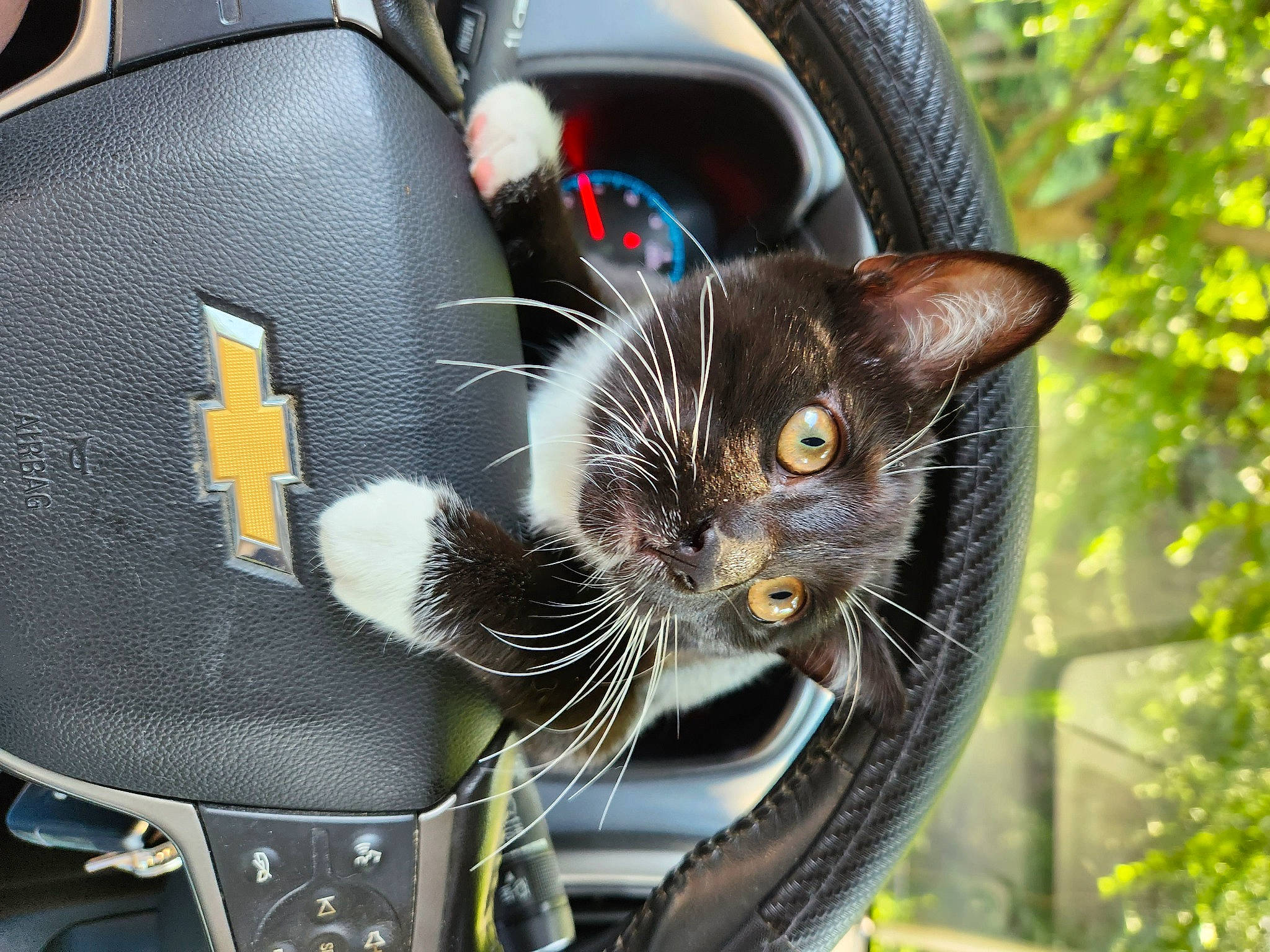 Mercury is registered to the contest to win money with this photo: automotive_lighting, automotive_tire, bag, carnivore, cat, felidae, fender, hood, light, luggage_and_bags, motor_vehicle, plant, rim, small_to_medium_sized_cats, spoke, tire, tread, vehicle, wheel, whiskers