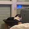 cat, cat_tree, window, blinds, suitcase, indoor, pet, feline, relaxing, side_view, home, furniture, quiet, resting, domestic, animal, sleeping, cozy, evening, quiet_moment