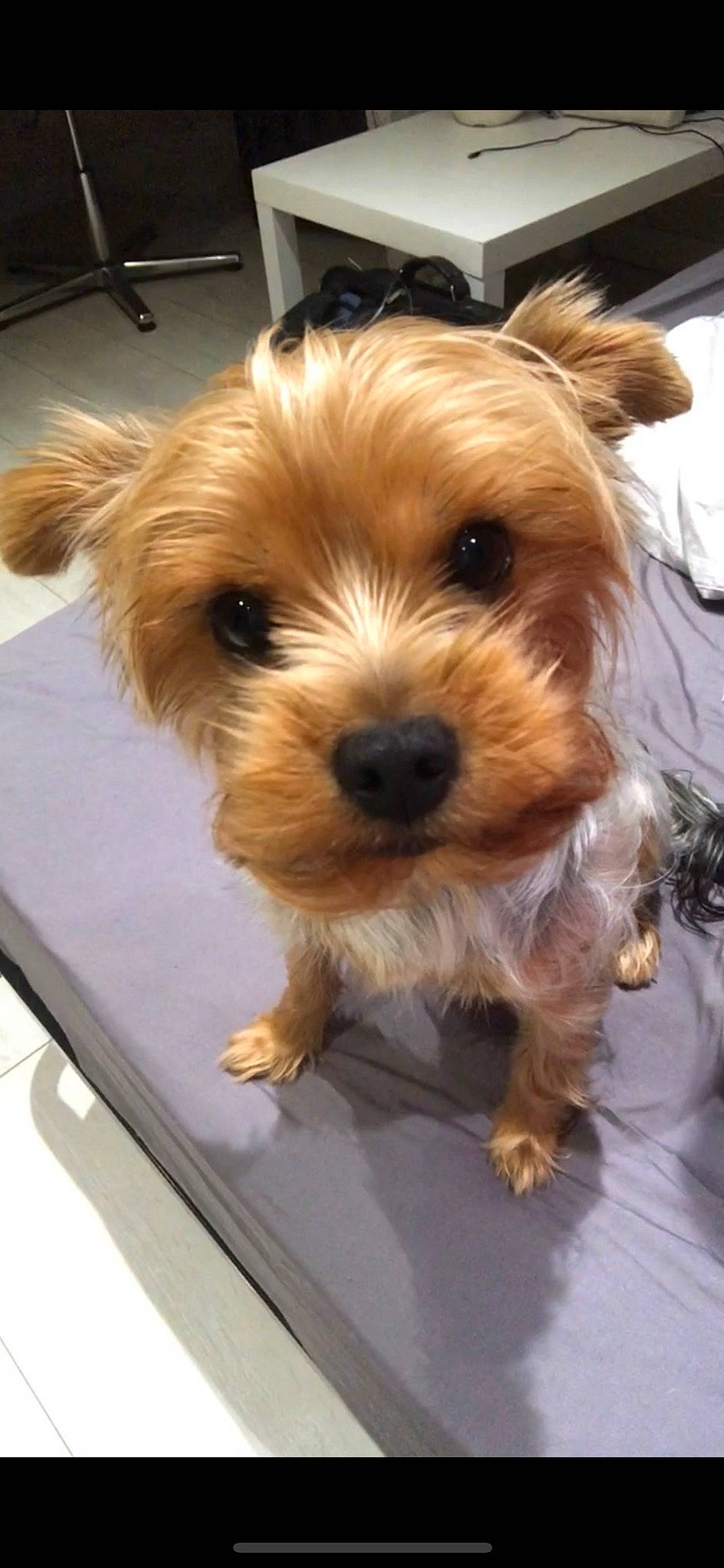 Shelsy a rejoint le concours — aidez-le/la à gagner de superbes lots ! biewer_terrier, canidae, carnivore, companion_dog, dog, dog_breed, flooring, fur, maltepoo, puppy, small_terrier, snout, sporting_group, terrier, toy_dog, working_animal, yorkipoo