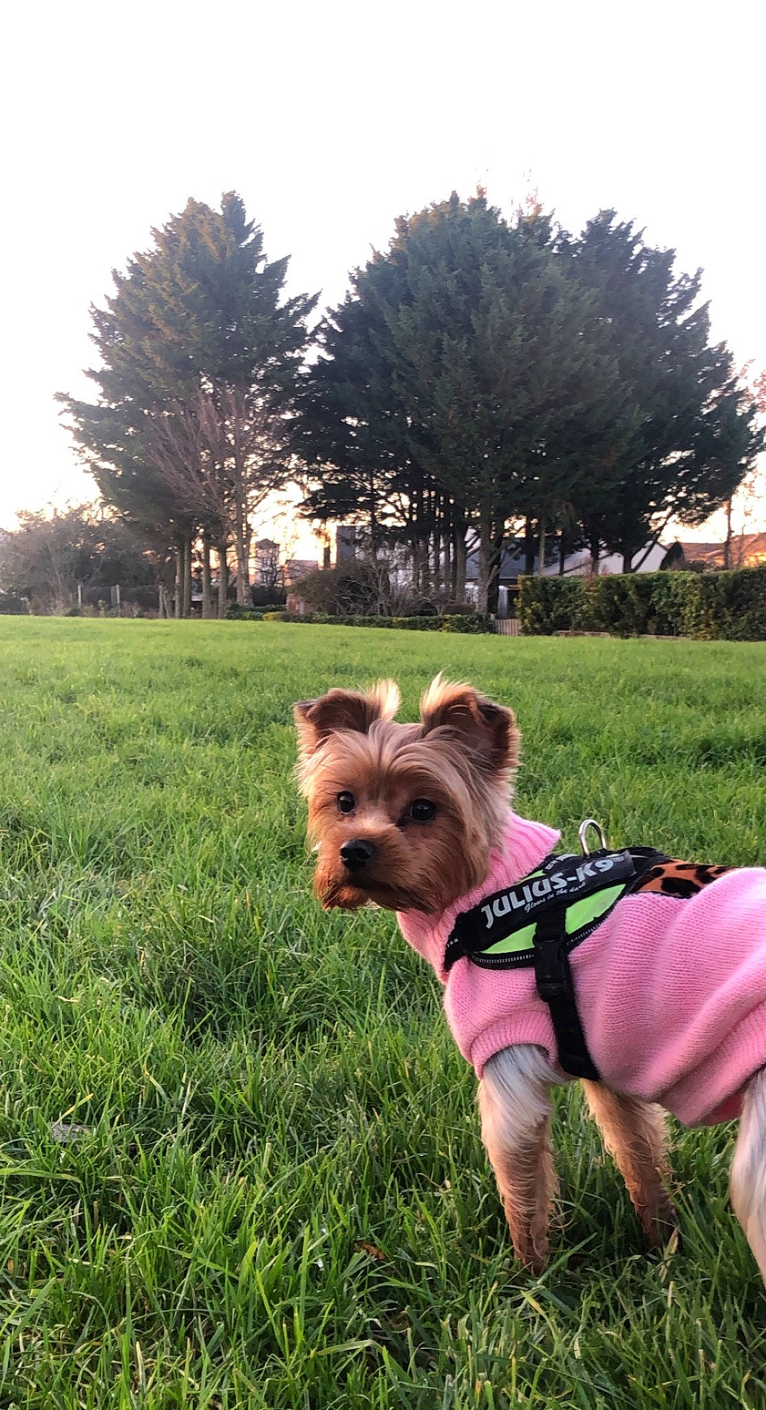 Shelsy participe au concours pour gagner de l'argent avec cette photo : carnivore, collar, companion_dog, dog, dog_breed, dog_clothes, dog_supply, fawn, grass, grassland, lawn, plant, sky, snout, sporting_group, sunlight, terrier, toy_dog, tree, working_animal