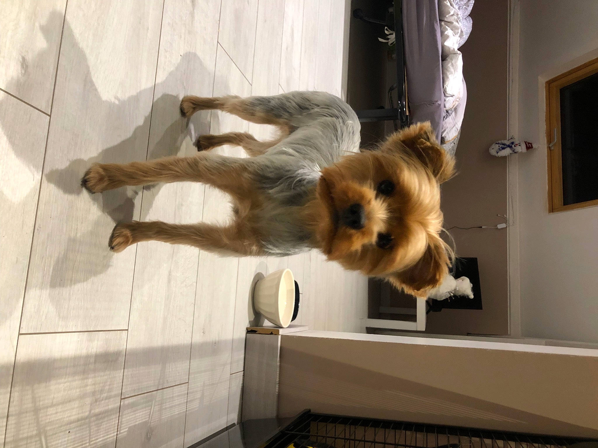 Shelsy a rejoint le concours — aidez-le/la à gagner de superbes lots ! art, canidae, companion_dog, dog_breed, fawn, feather, felidae, flooring, fur, palm_tree, picture_frame, room, small_to_medium_sized_cats, sporting_group, tail, window, wing, wood