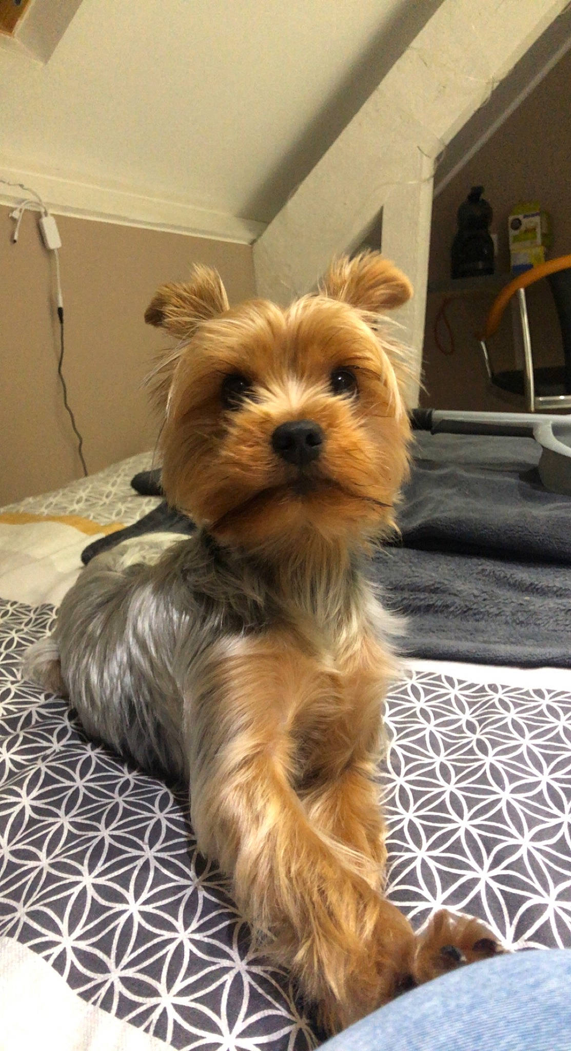 Shelsy participe au concours pour gagner de l'argent avec cette photo : biewer_terrier, carnivore, companion_dog, dog, dog_breed, dog_supply, fawn, flooring, fur, liver, small_terrier, snout, sporting_group, terrier, toy_dog, working_animal, yorkipoo