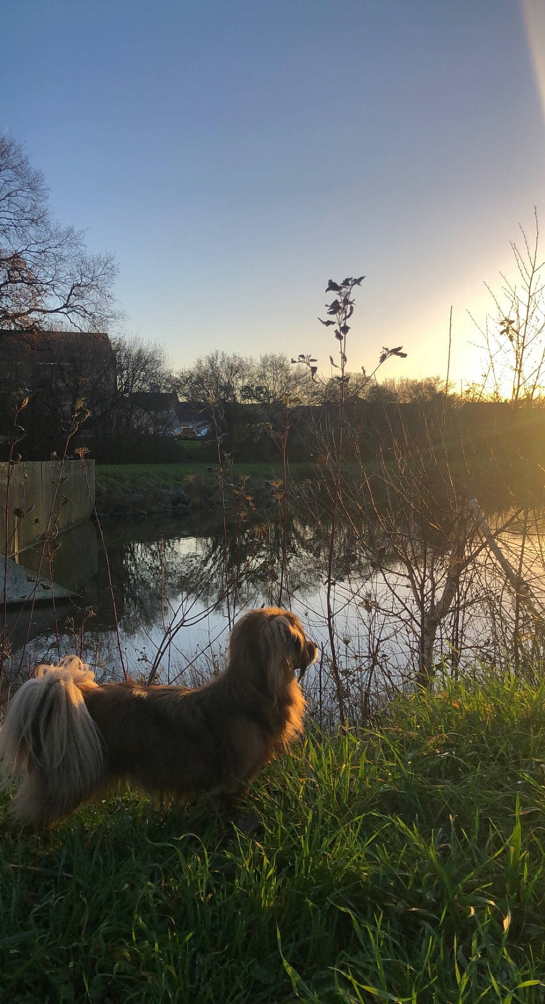 Gipsy participe au concours pour gagner de l'argent avec cette photo : bank, carnivore, cloud, companion_dog, dog, dog_breed, dusk, grass, lacustrine_plain, lake, landscape, light, meadow, morning, natural_landscape, plant, sky, sunlight, tree, water