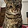 Wilbur