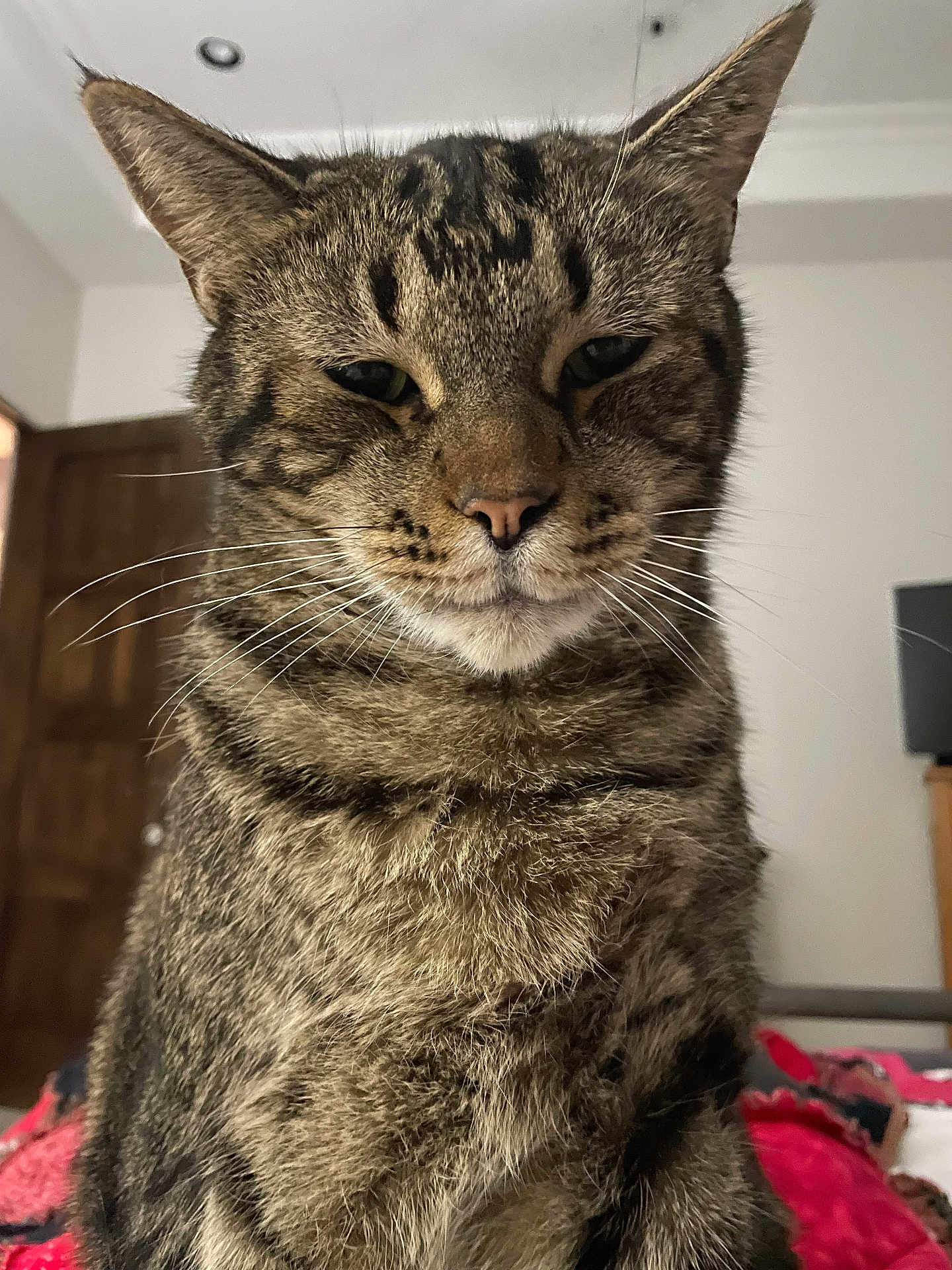 Wilbur joined the competition — help win amazing prizes! cat, tabby_cat, pet, indoor, fur, whiskers, face, animal, closeup, bed, blanket, door, furniture, domestic_animal, mammal, resting, expression, eyes, nose, ears