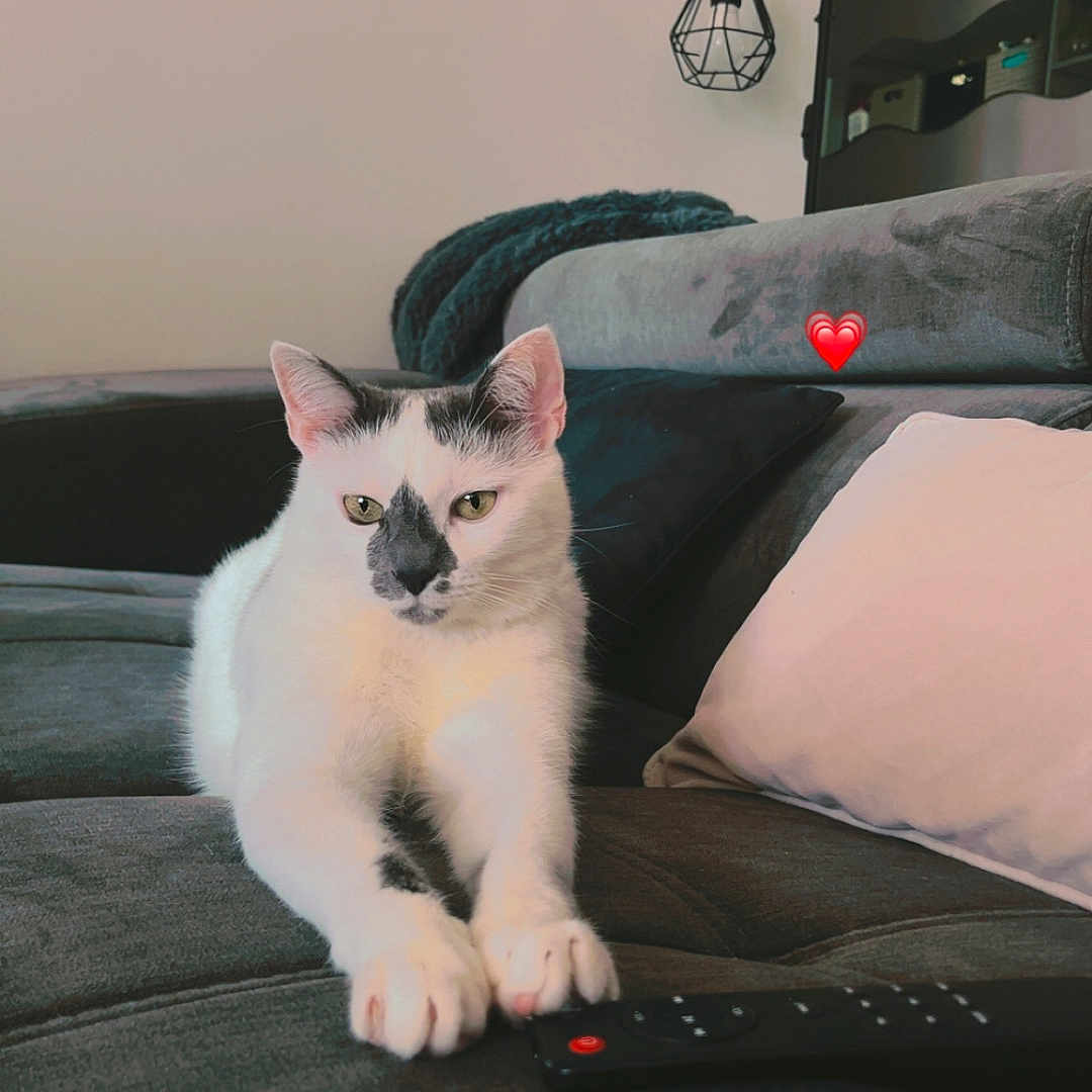 Nougat participe au concours pour gagner de l'argent avec cette photo : animal, black_markings, cat, couch, cozy, cute, domestic_cat, furniture, home, indoor, lamp, living_room, modern_lighting, pet, pillow, relaxed, remote_control, resting, stretched_paws, white_cat