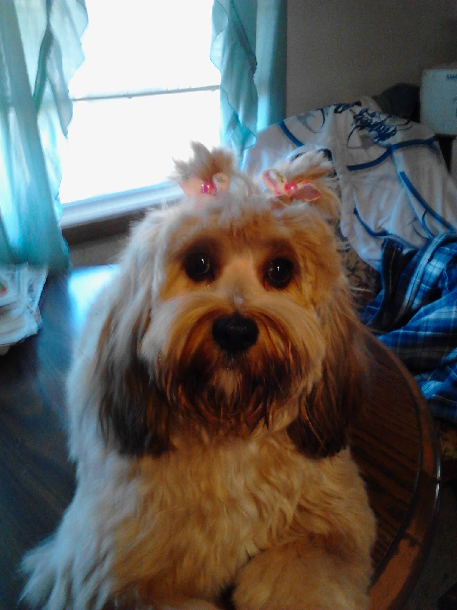 Lyla is registered to the contest to win money with this photo: canidae, carnivore, companion_dog, dog, dog_breed, fur, liver, mal_shi, maltepoo, poodle_crossbreed, puppy, shih_poo, small_terrier, snout, sporting_group, terrier, toy_dog, water_dog, working_animal, yorkipoo