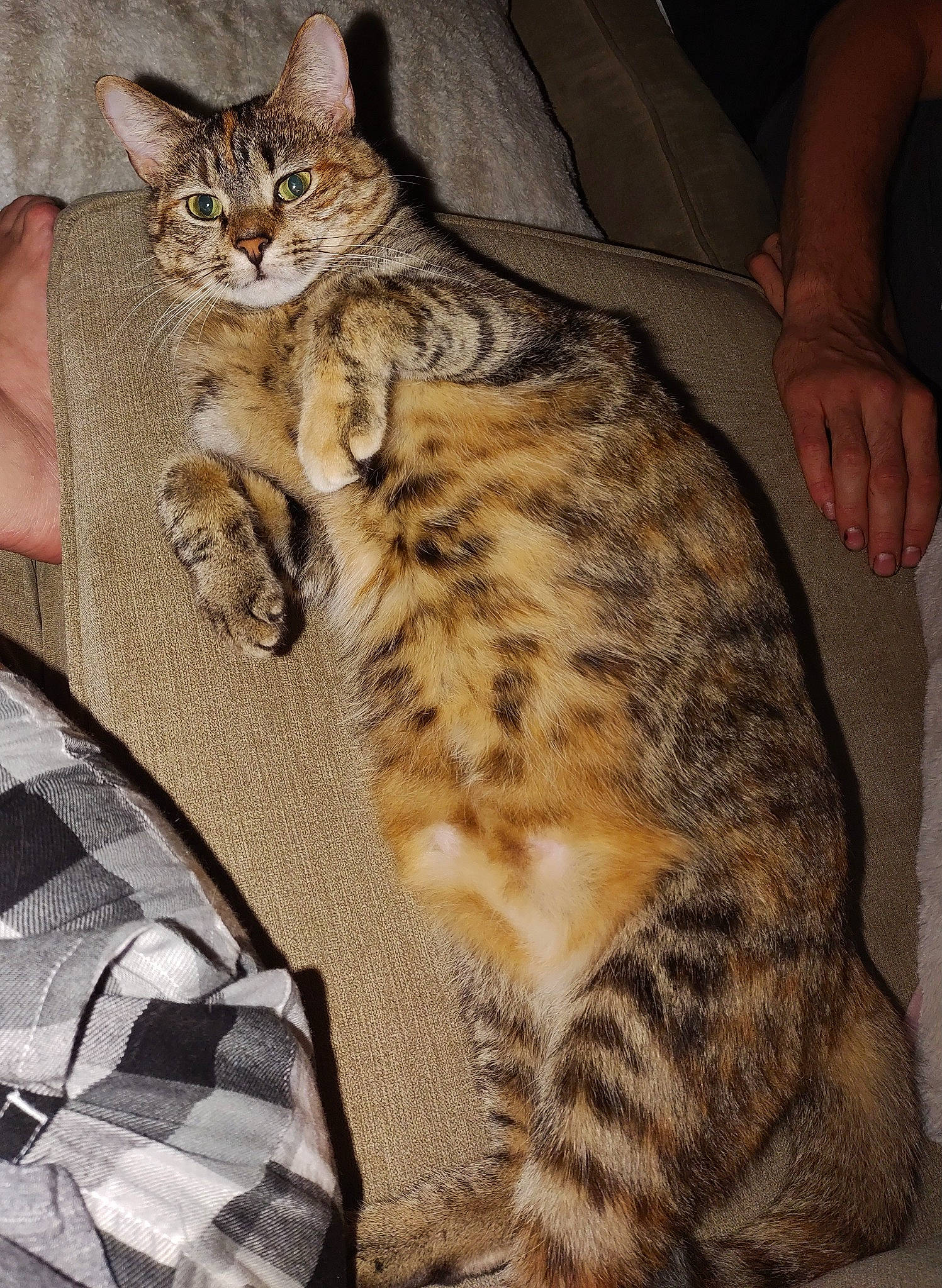 Lilah joined the competition — help win amazing prizes! big_cats, carnivore, cat, claw, comfort, domestic_short_haired_cat, felidae, fur, military_camouflage, nap, pattern, paw, sitting, small_to_medium_sized_cats, tail, terrestrial_animal, whiskers