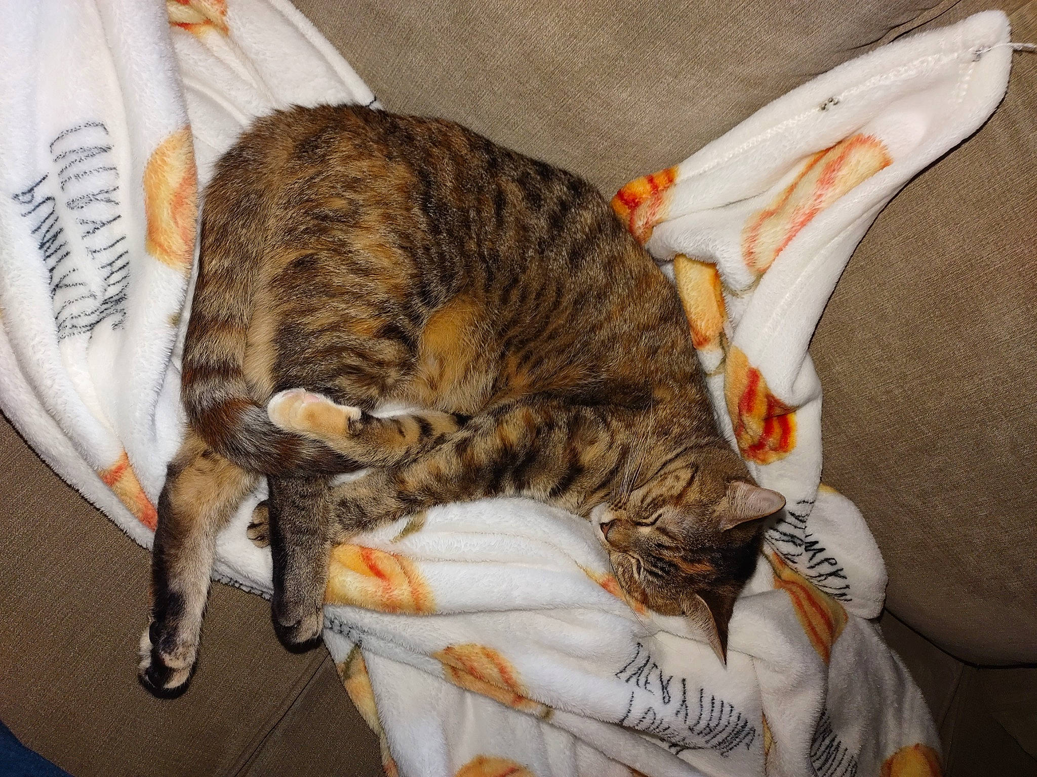 Lilah is registered to the contest to win money with this photo: bed, carnivore, cat, claw, comfort, domestic_short_haired_cat, felidae, fur, hat, linens, nap, paw, sleep, small_to_medium_sized_cats, tail, terrestrial_animal, whiskers, wildlife