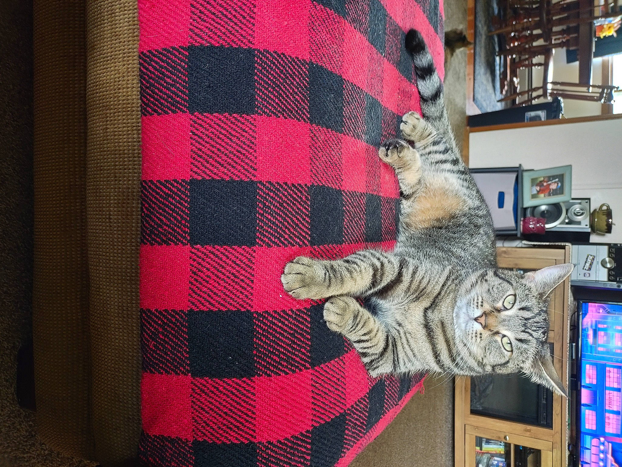 Leo is registered to the contest to win money with this photo: art, bookcase, carmine, electric_blue, fashion_accessory, felidae, fur, grey, linens, pattern, plaid, rectangle, room, shelf, shelving, sleeve, small_to_medium_sized_cats, tartan, textile, wool