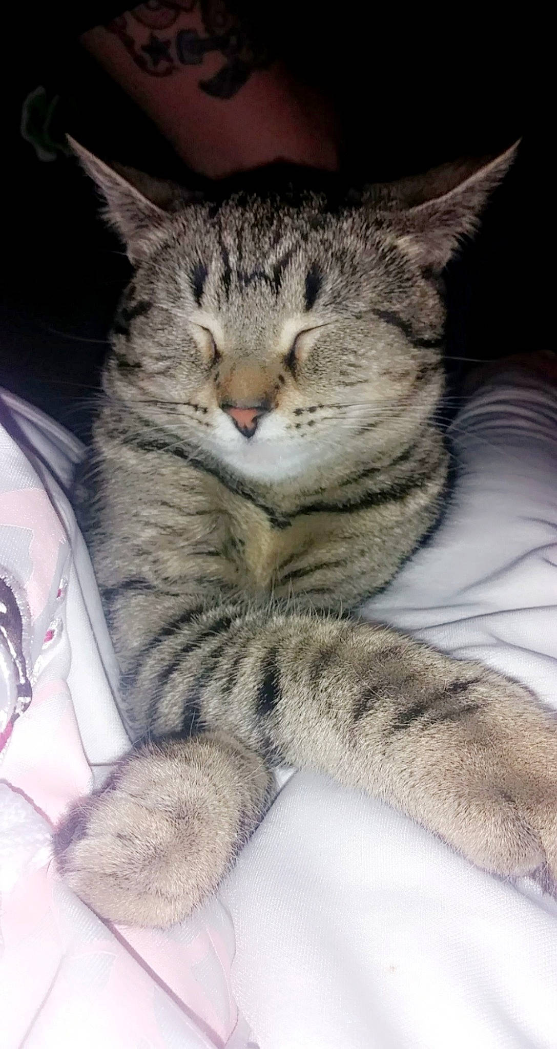 Leo is registered to the contest to win money with this photo: carnivore, cat, claw, comfort, domestic_short_haired_cat, ear, felidae, fur, paw, sitting, small_to_medium_sized_cats, snout, terrestrial_animal, whiskers, wildlife