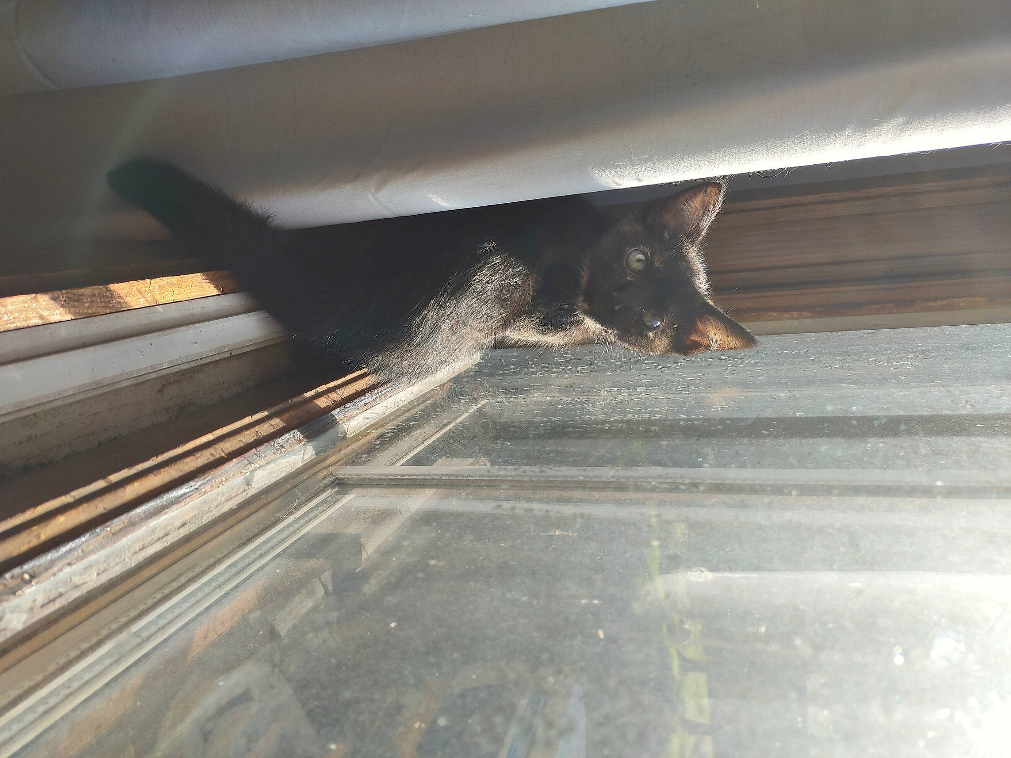 Whiskey joined the competition — help win amazing prizes! asphalt, automotive_exterior, bumper, carnivore, felidae, flooring, hardwood, hood, metal, road, road_surface, small_to_medium_sized_cats, tail, tints_and_shades, vehicle_door, window, windscreen_wiper, windshield, wing, wood