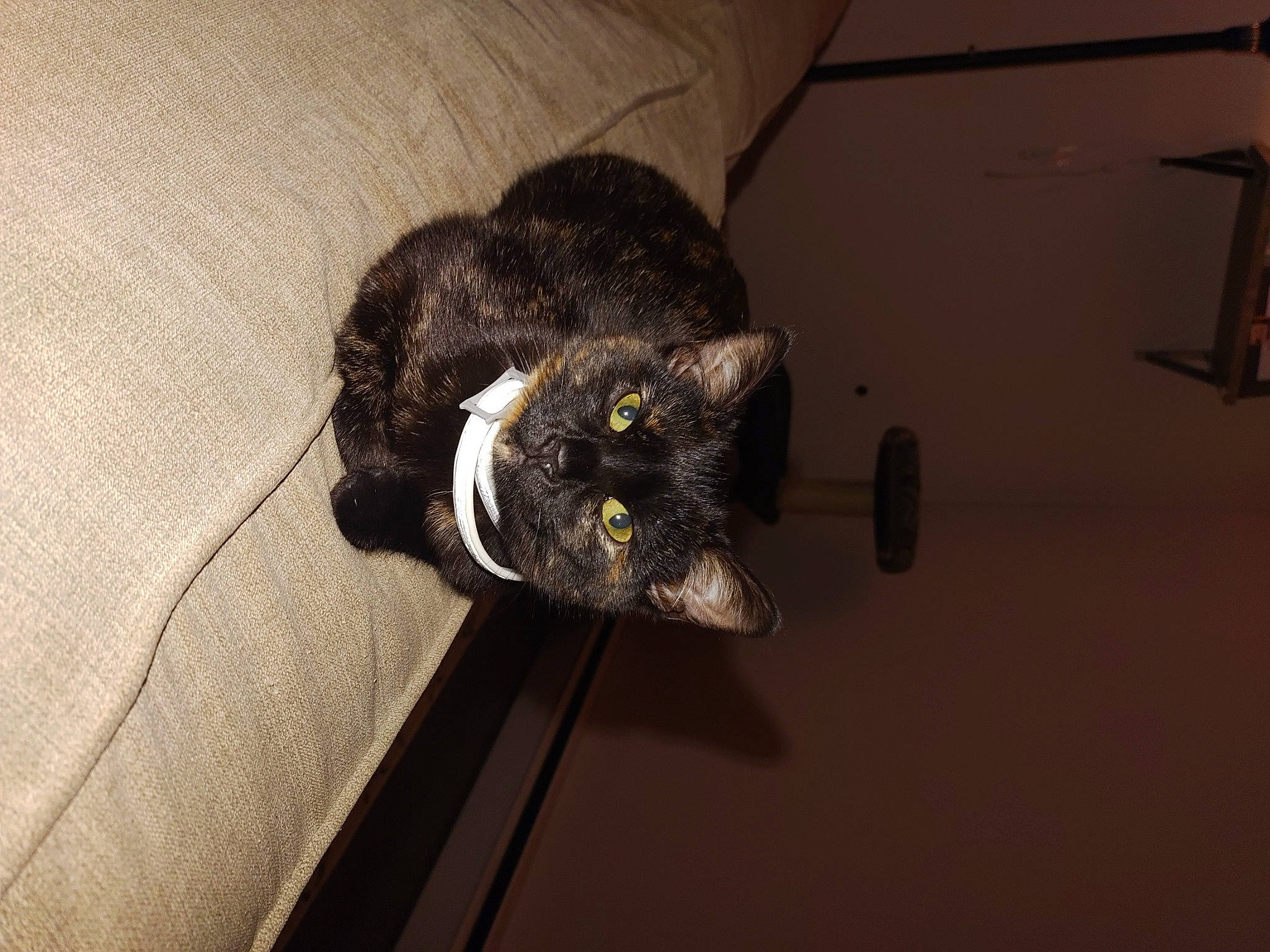 Whiskey joined the competition — help win amazing prizes! black_cat, carnivore, cat, claw, comfort, domestic_short_haired_cat, felidae, flooring, fur, grey, hardwood, room, small_to_medium_sized_cats, tail, terrestrial_animal, whiskers, wood