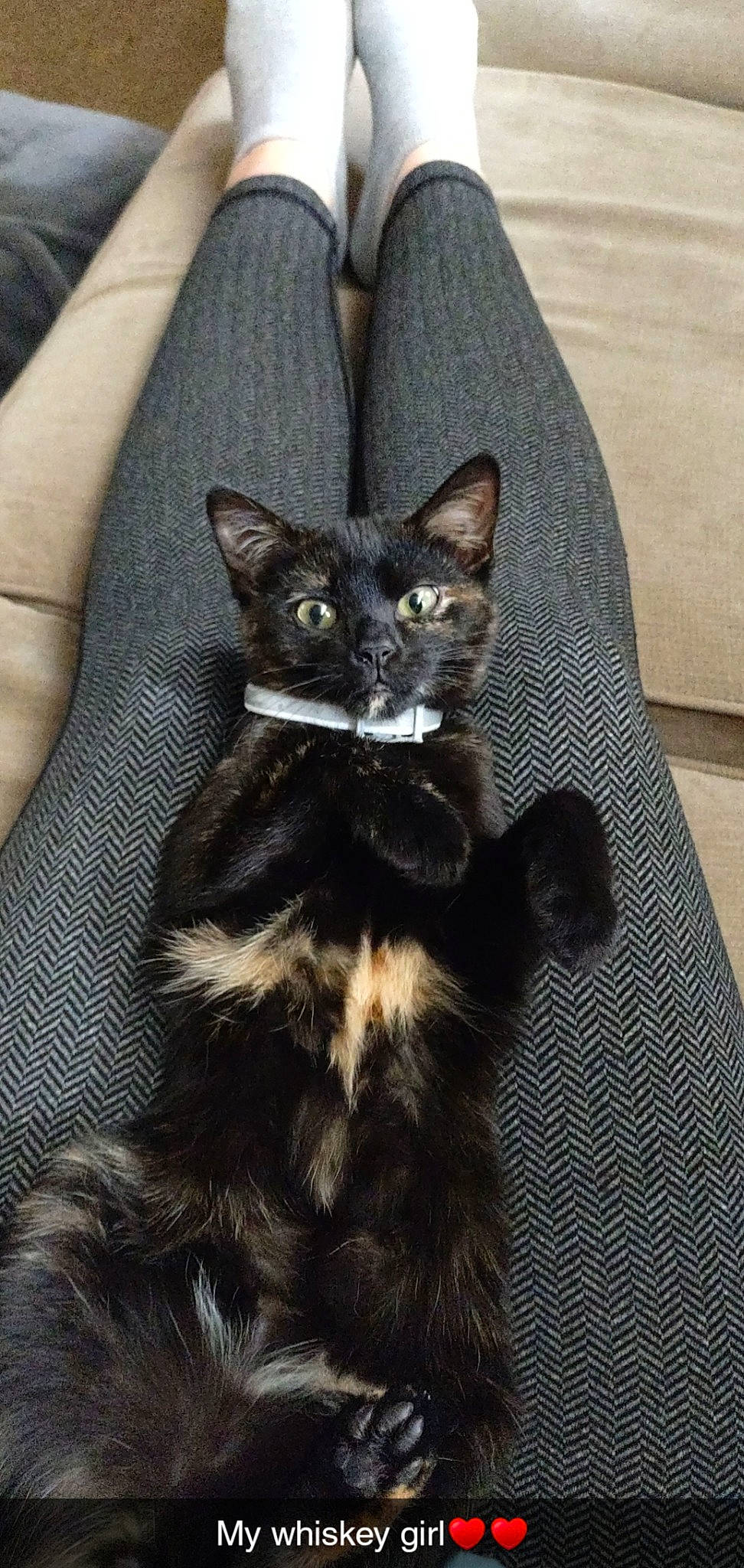 Whiskey is registered to the contest to win money with this photo: black_cat, bombay, carnivore, cat, claw, domestic_short_haired_cat, eye, felidae, formal_wear, fur, grey, pattern, paw, sleeve, small_to_medium_sized_cats, snout, tail, terrestrial_animal, whiskers