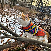 Mr. Man is registered to the contest to win money with this photo: accessories, clothing, face, grove, head, jungle, land, lifejacket, nature, outdoors, person, photography, plant, portrait, soil, strap, tree, vegetation, vest, woodland