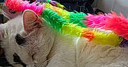 Toby And Tiger is registered to the contest to win money with this photo: accessories, angora, animal, architecture, building, cat, couch, featherboa, flower, flowerarrangement, furniture, indoors, kitten, manx, person, pet, plant, shelf, siamese, sleeping