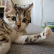 Toby And Tiger joined the competition — help win amazing prizes! cat, closeup, curious, cute, domestic, ears, feline, furniture, gray, home, indoor, kitten, paw, pet, relaxed, sofa, stretching, tabby, whiskers, young
