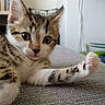 cat, closeup, curious, cute, domestic, ears, feline, furniture, gray, home, indoor, kitten, paw, pet, relaxed, sofa, stretching, tabby, whiskers, young